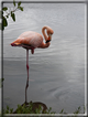 foto Flora e la fauna della Isole Galapagos